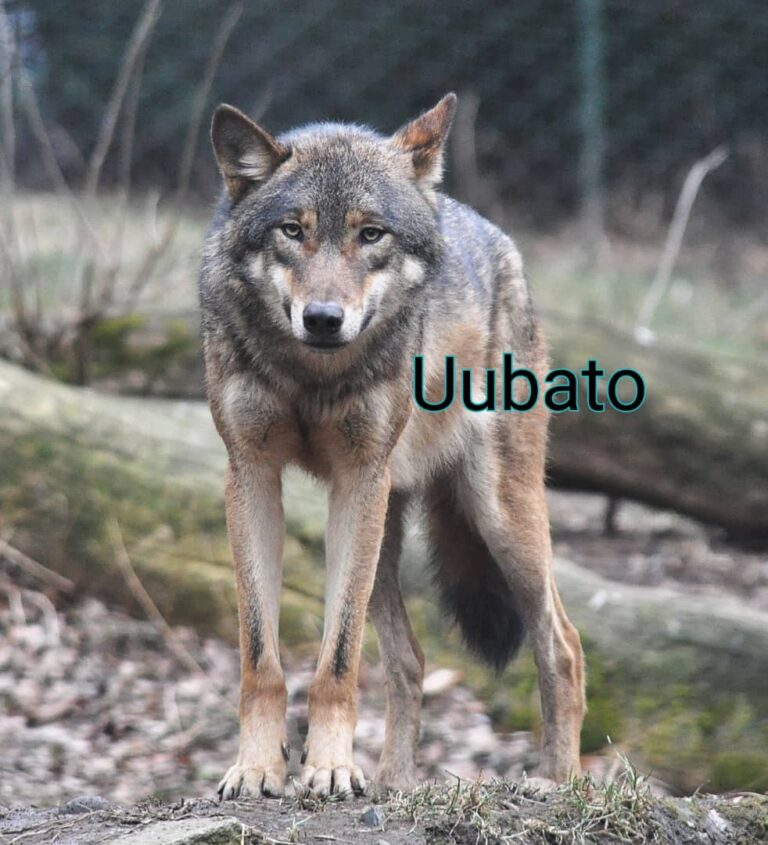 uubato